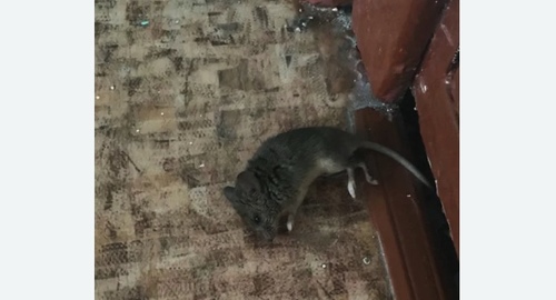 Дезинфекция от мышей в Южно-Сухокумске