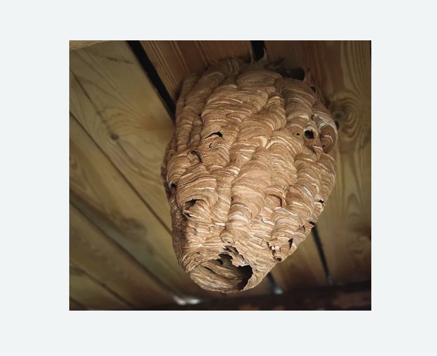 обработка от шершней в Южно-Сухокумске