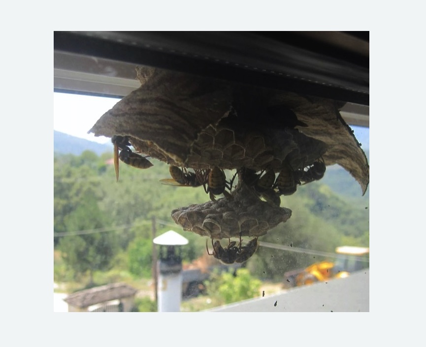 Уничтожение гнёзд шершней в Южно-Сухокумске