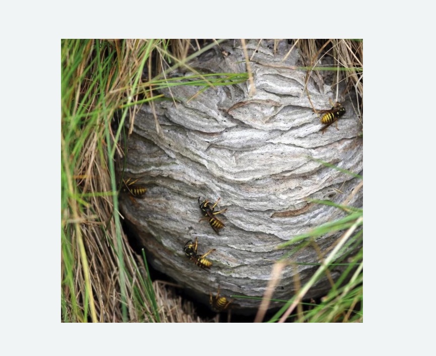 Уничтожение ос и ульев Уничтожение ос и ульев в Южно-Сухокумске